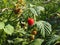 Ripe raspberries on the bush. Delicious, fresh raspberries against the background of green leaves and branches