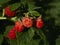 Ripe raspberries closeup cluster hanging in the garden