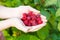 Ripe raspberries in hands outdoors