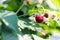 Ripe raspberries hang on a Bush