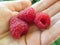 Ripe raspberries on the open human palm closeup