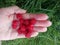 Ripe raspberries in the palm of your hand