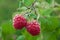 Ripe raspberry 2