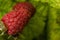 Ripe raspberry berries ripened on a branch in the forest. a few pink berries hang on a branch