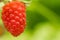 Ripe raspberry berries ripened on a branch in the forest. a few pink berries hang on a branch