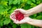 Ripe raspberry in female hand