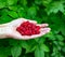 Ripe raspberry in female hand