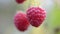 Ripe raspberry macro