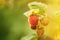 Ripe Raspberry Next To Unripe One. Close Up View On Raspberries. Growing Organic Berries. Genetically Modified Food