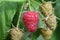 ripe raspberry surrounded by green fruits