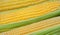 Ripe, raw corn on the cob close-up lying on green leaves. Collect corn crop