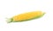 Ripe raw corn cob with husk on white