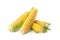 Ripe raw corn cobs with husk on white background