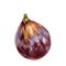 Ripe raw fig fruit isolated on white background. Watercolor hand drawing botanic realistic illustration. Art for design