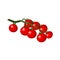 Ripe raw tomatos with leaves on branch icon