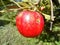 Ripe red apple on the branch