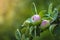 Ripe red apple close-up with sun rays and apple orchard . Rural garden frame ripe red apples on a tree. It\\\'s