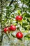 Ripe red apple fruit hang tree branch Healthy food