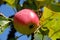 Ripe red apple growing on a tree