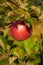Ripe red apple on the trree