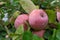 Ripe red appleas on the tree. Organic apples. Fruit without chemical spraying. Orchard.