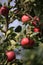 Ripe red apples on branches on a sunny day, close-up