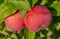 Ripe red apples close-up hanging on an Apple branch