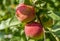 Ripe red apples close-up hanging on an Apple branch