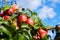 Ripe red apples growing in the garden