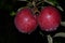 Ripe, red apples with raindrops.