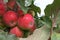 Ripe red apples Ranet on a branch