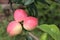 Ripe red apples Ranet on a branch in  garden