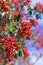 Ripe red Arbutus berries in the fall