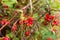 Ripe red autumn briar berries on a rose bush branch