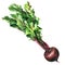 Ripe red beetroot with green leaves, fresh whole beet isolated, close-up, organic food, vegetable, hand drawn watercolor