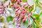 Ripe red berries of barberry on branch close-up. Fructiferous shrub of Berberis