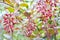 Ripe red berries of barberry on branch close-up. Fructiferous shrub of Berberis