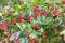 Ripe red berries of barberry on branch. colorful background