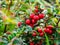 Ripe red berries cotoneaster on a branch