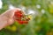 ripe red berries Pyracantha angustifolia in female hand, beautiful blurred natural landscape in background, interaction with