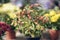 Ripe red berries of ripe nightshade in a flower pot, autumn ornamental plants