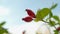 Ripe red berries of wild rose on a tree branch on a background of summer sky. Forest Berry used in homeopathy