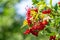 Ripe red berry viburnum