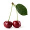 Ripe red cherries with leaf