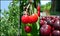 Ripe red cherries in the orchard; fruit collage