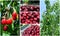 Ripe red cherries in the orchard; fruit collage