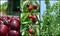 Ripe red cherries in the orchard; fruit collage