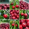 Ripe red cherries in the orchard; fruit collage