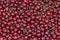 Ripe red cherry, many berries