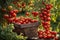 Ripe red cherry tomatoes in a basket on a table in a garden